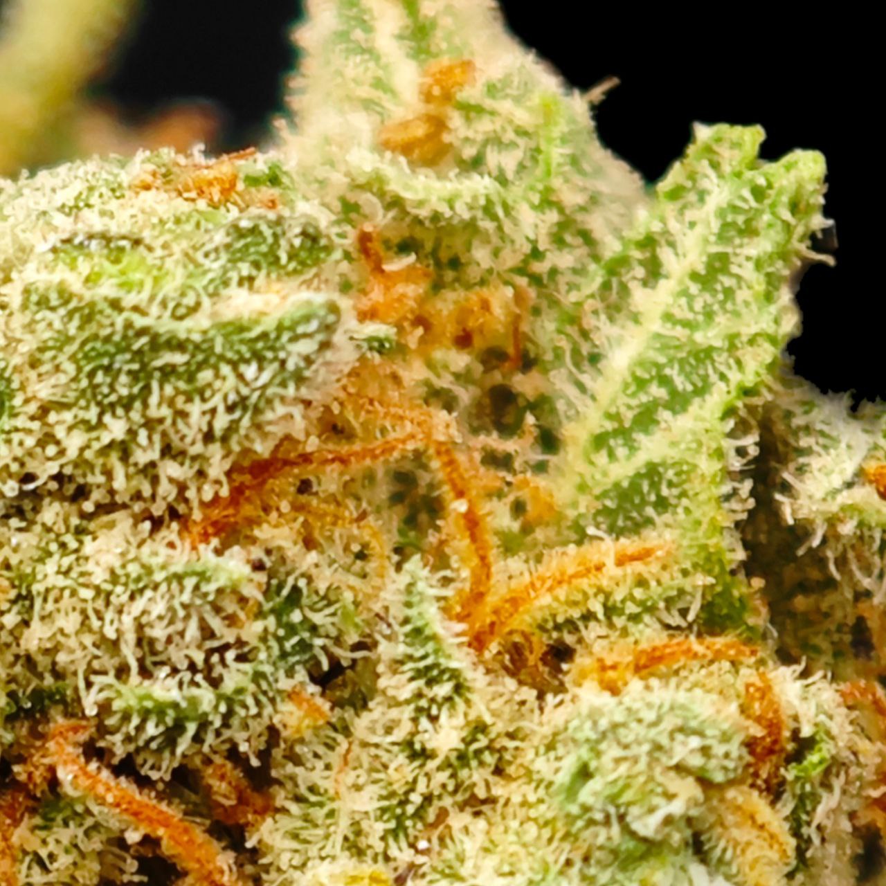 SILVER HAZE 12% CBD <0.2 %THC Loose Hemp Tea - H Town Hemp