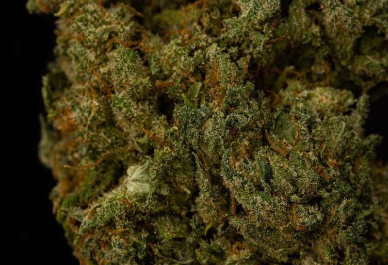 BubbleGum Kush 10% CBD <0.2% THC loose hemp tea (EOB) - H Town Hemp