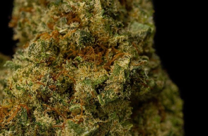 Super Lemon Haze 18% CBD <0.2%THC Loose Hemp Tea - H Town Hemp