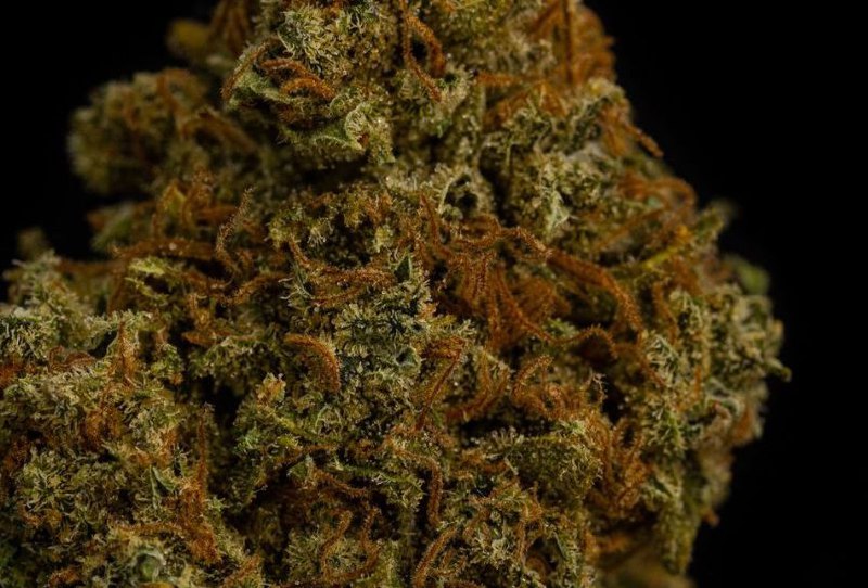 Sherlato 13% CBD <0.2%THC loose hemp tea - H Town Hemp