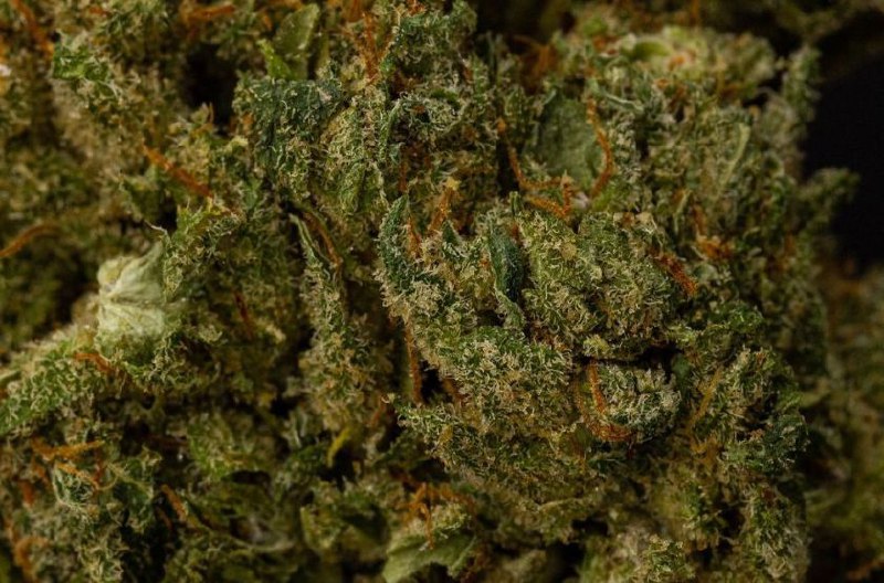 BubbleGum Kush 10% CBD <0.2% THC loose hemp tea (EOB) - H Town Hemp