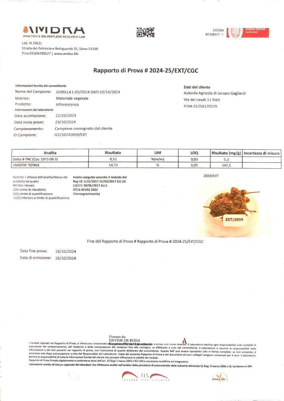 Gorilla Glue 14% CBD <0.2%THC Hemp Tea - H Town Hemp