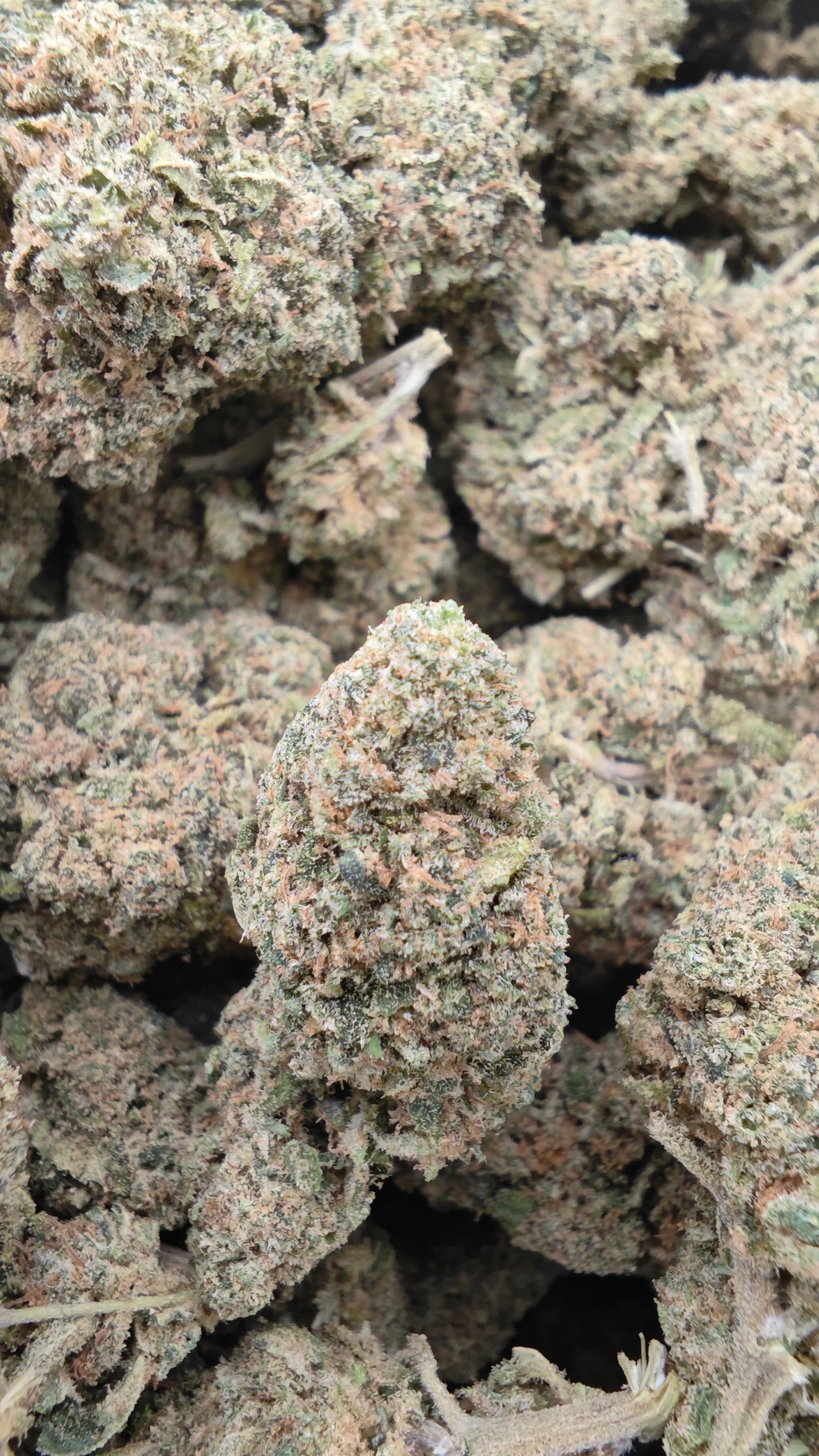 White Widow 20% CBD <0.2%THC Loose Hemp Tea - H Town Hemp