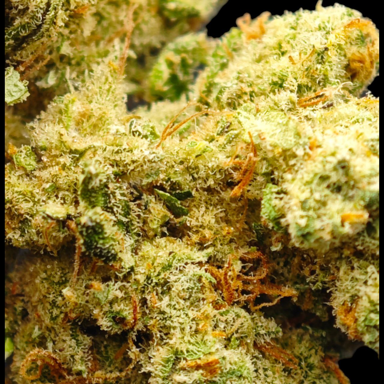WHITE MELON 14% CBD <0.2% THC Loose Hemp Tea - H Town Hemp