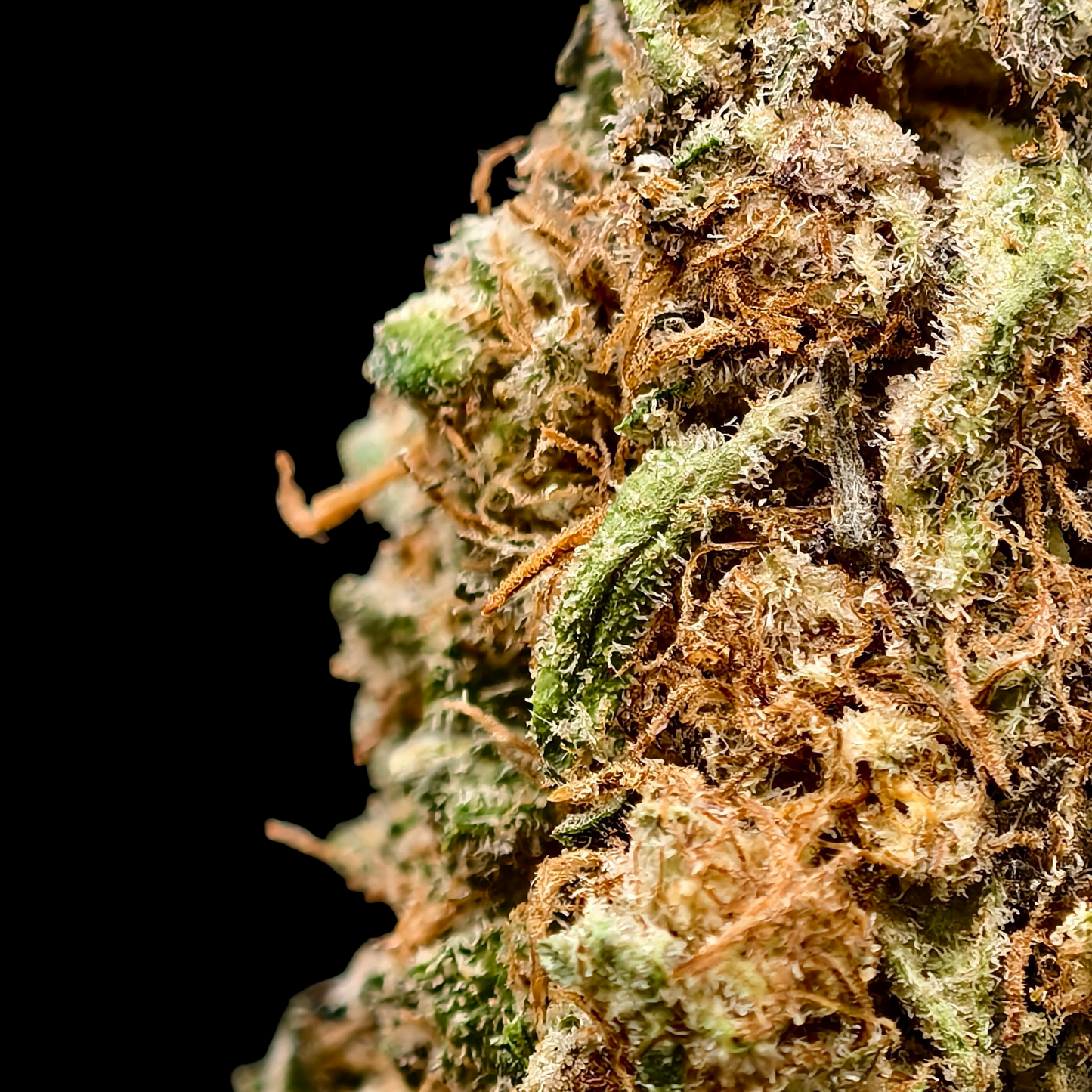 Godfather OG 20% CBD <0.2% THC Loose Hemp Tea