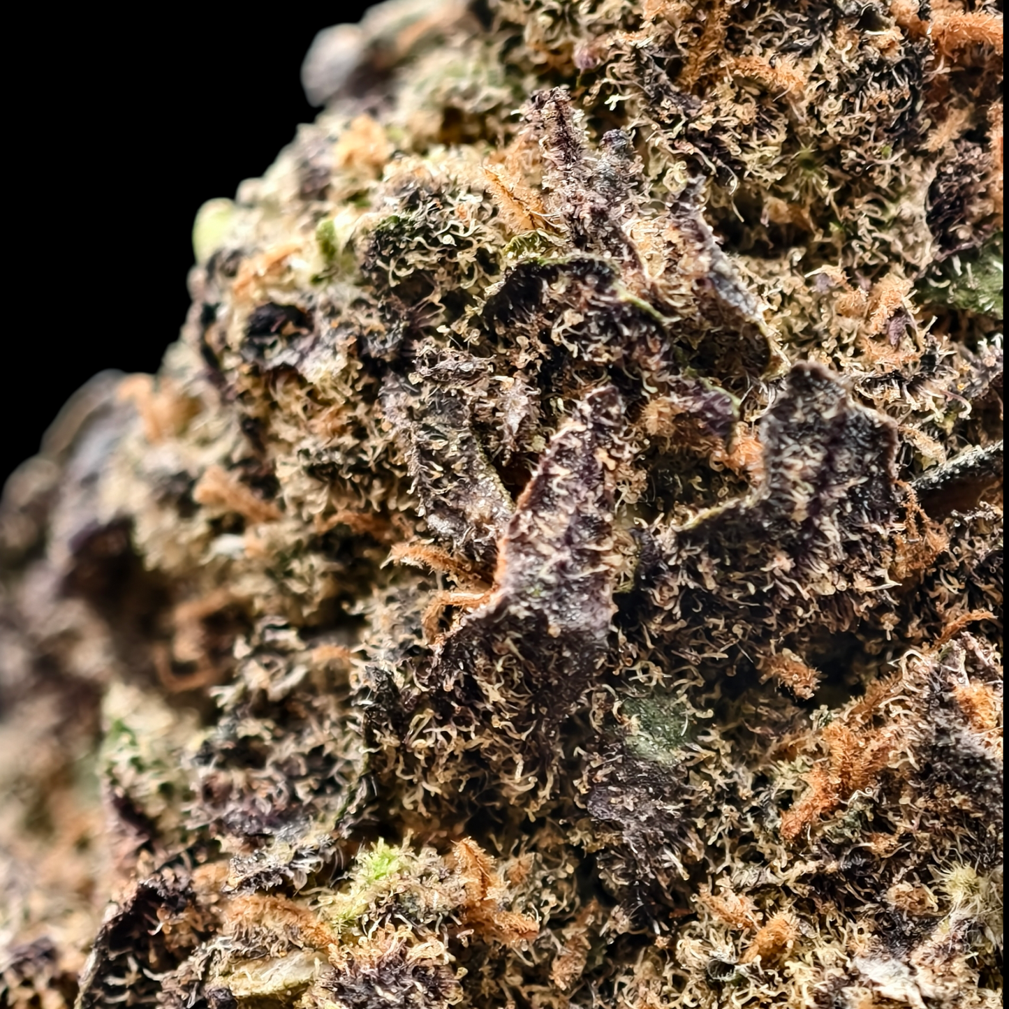 BUBBLEGUM DIESEL 9% CBD (LIVING SOIL) <0.2% THC Loose Hemp Tea