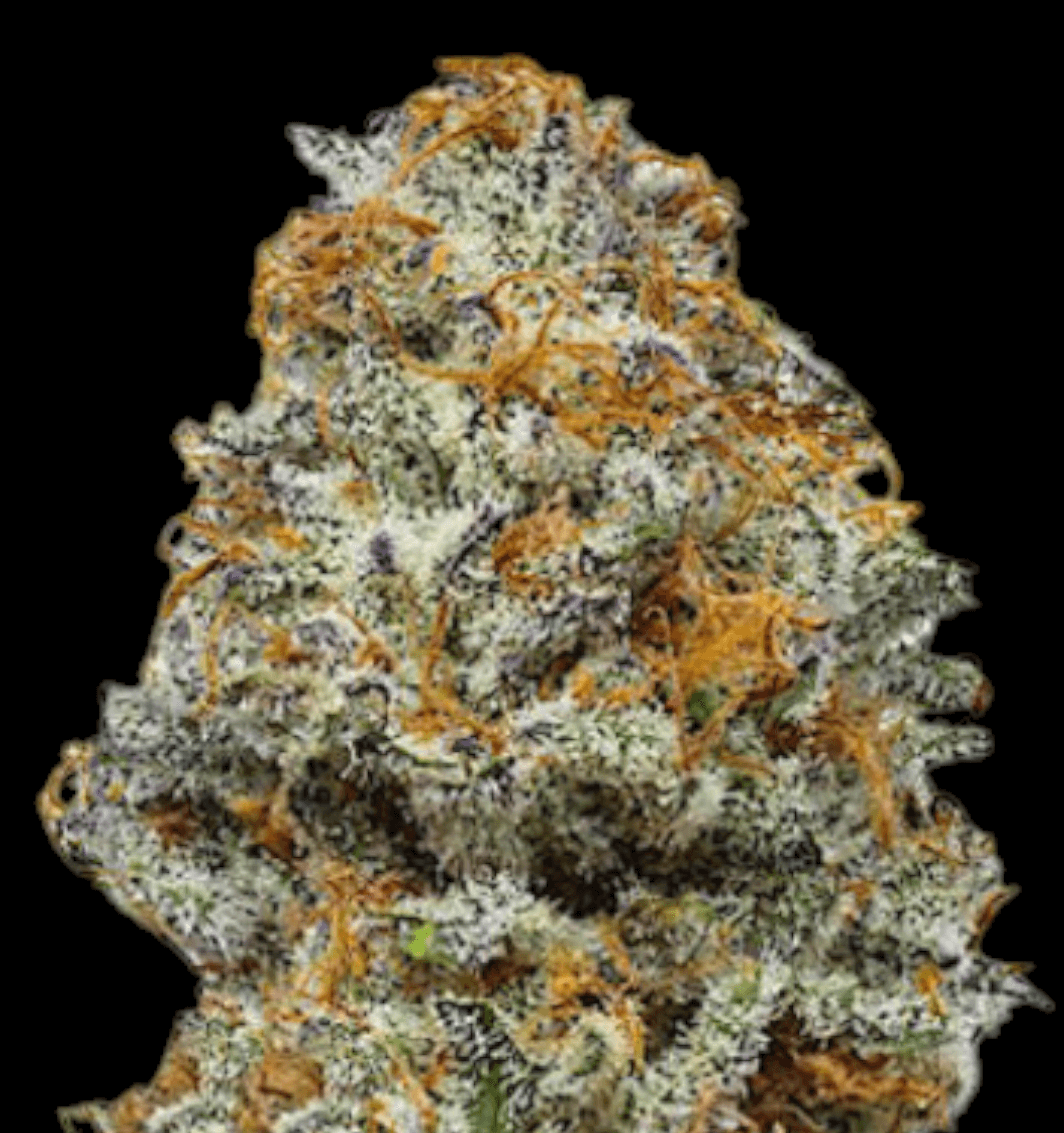 PARADISE OG 17% CBD <0.2% THC Loose Hemp Tea - H Town Hemp