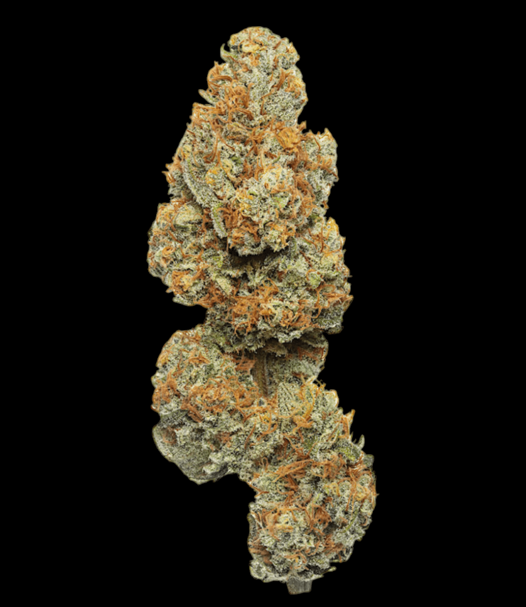 MANGO 16% CBD <0.2% THC Loose Hemp Tea - H Town Hemp