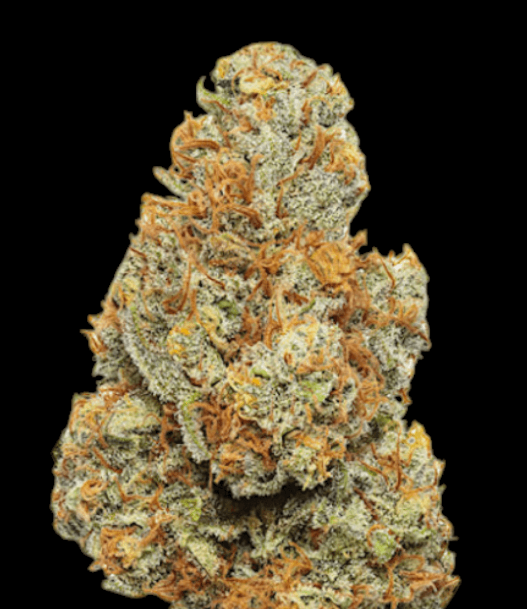 MANGO 16% CBD <0.2% THC Loose Hemp Tea - H Town Hemp