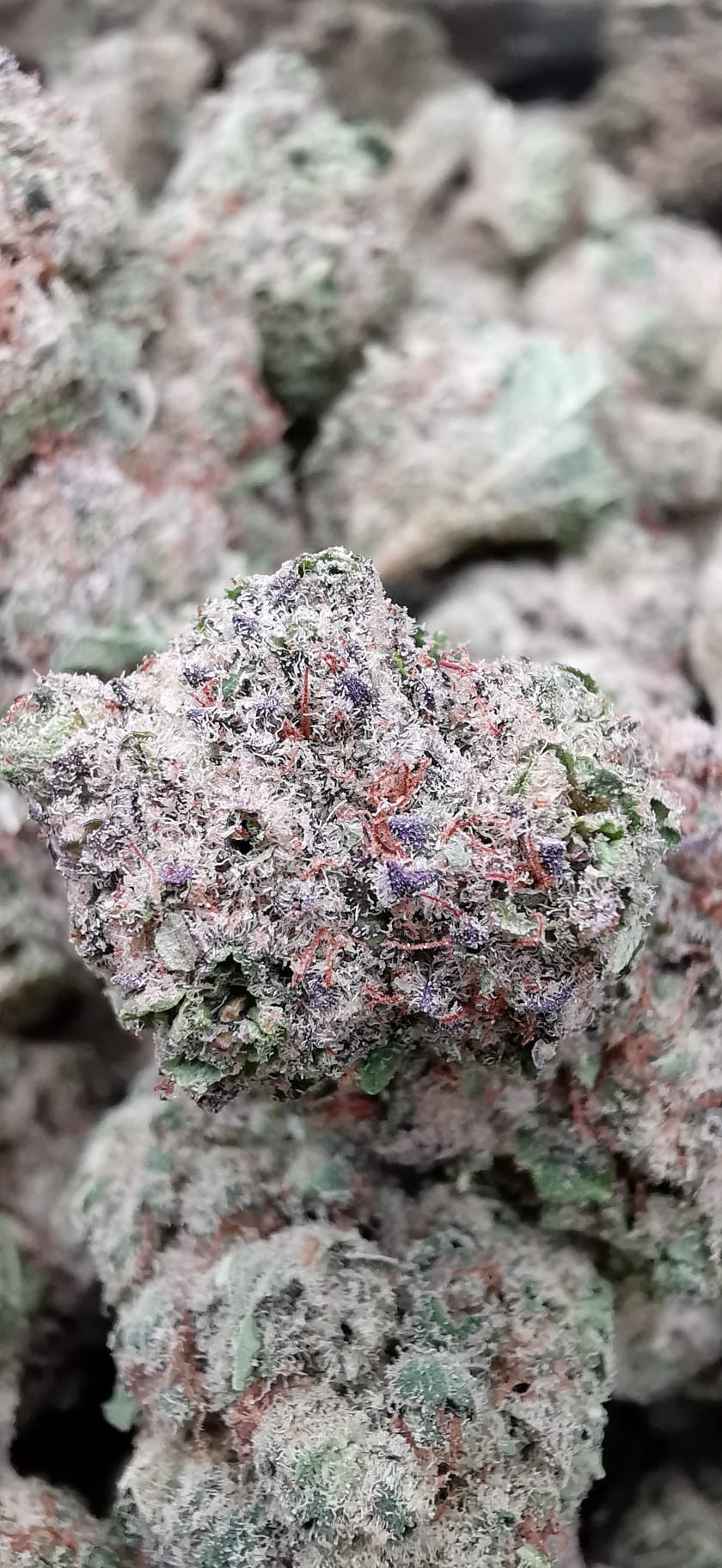 Bubblegum 17% CBD (Italian) <0.2% THC Loose Hemp Tea - H Town Hemp
