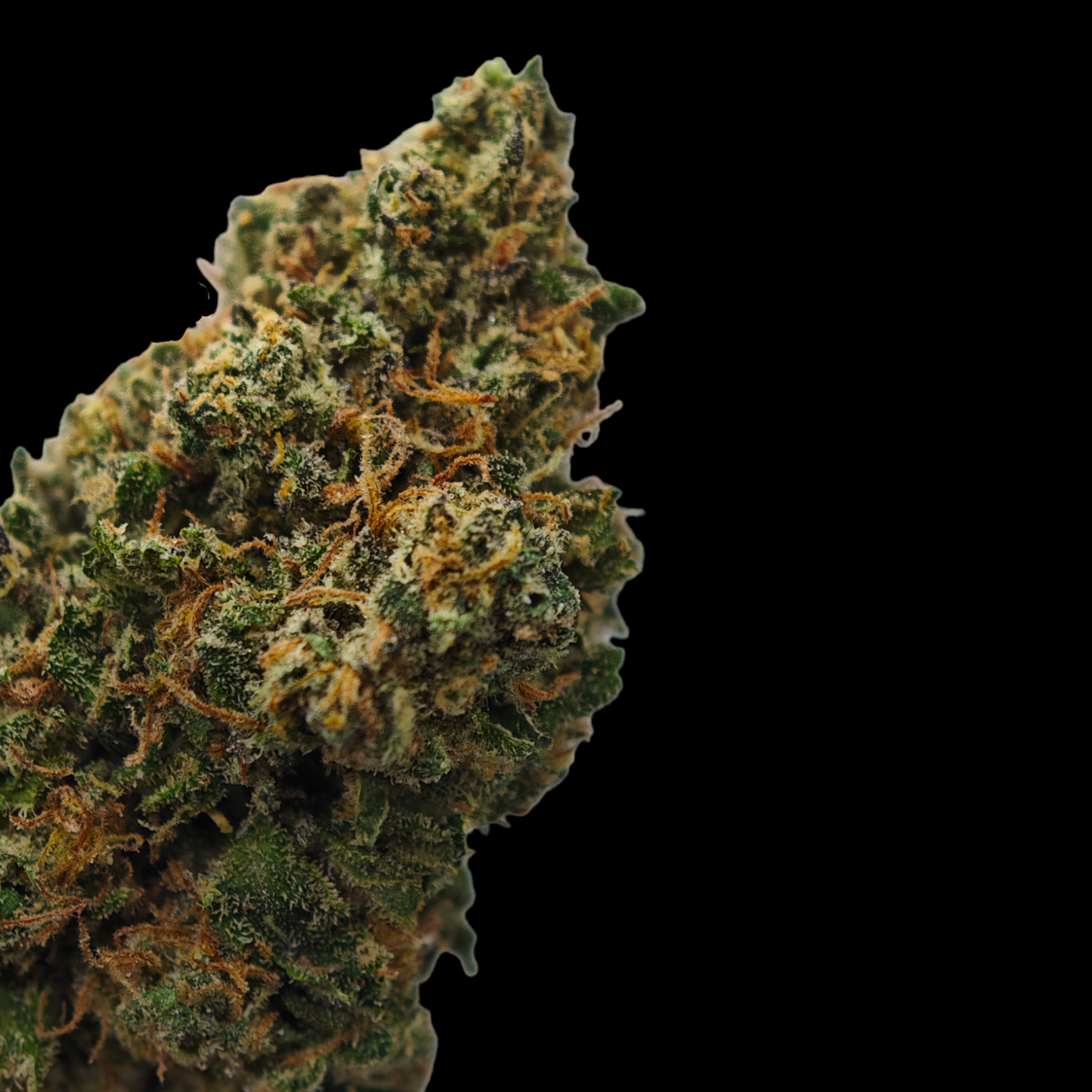 Mango 12% CBD <0.2%THC Loose Hemp Tea - H Town Hemp