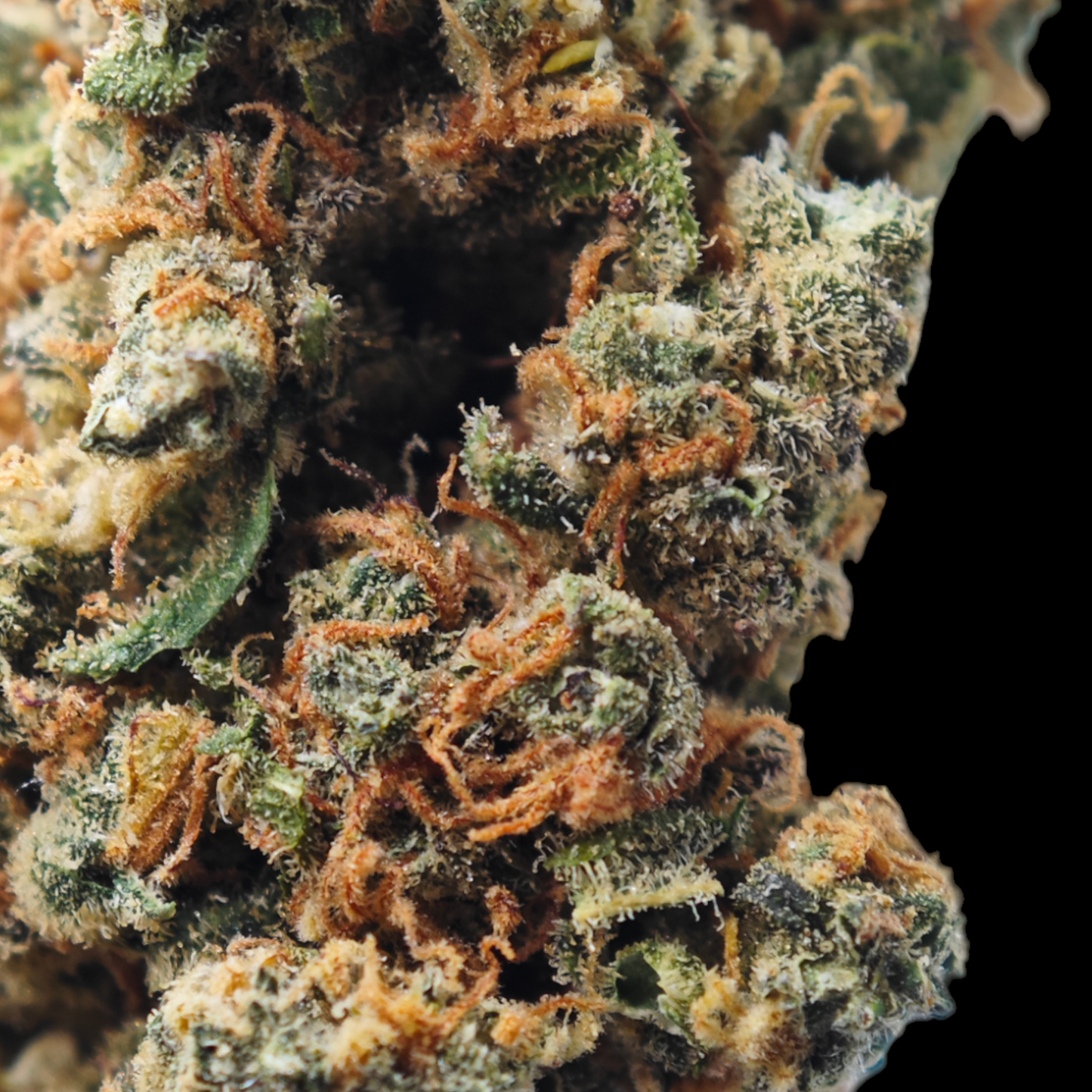 Blueberry 17% CBD <0.2% THC Loos Hemp Tea (EOB) - H Town Hemp