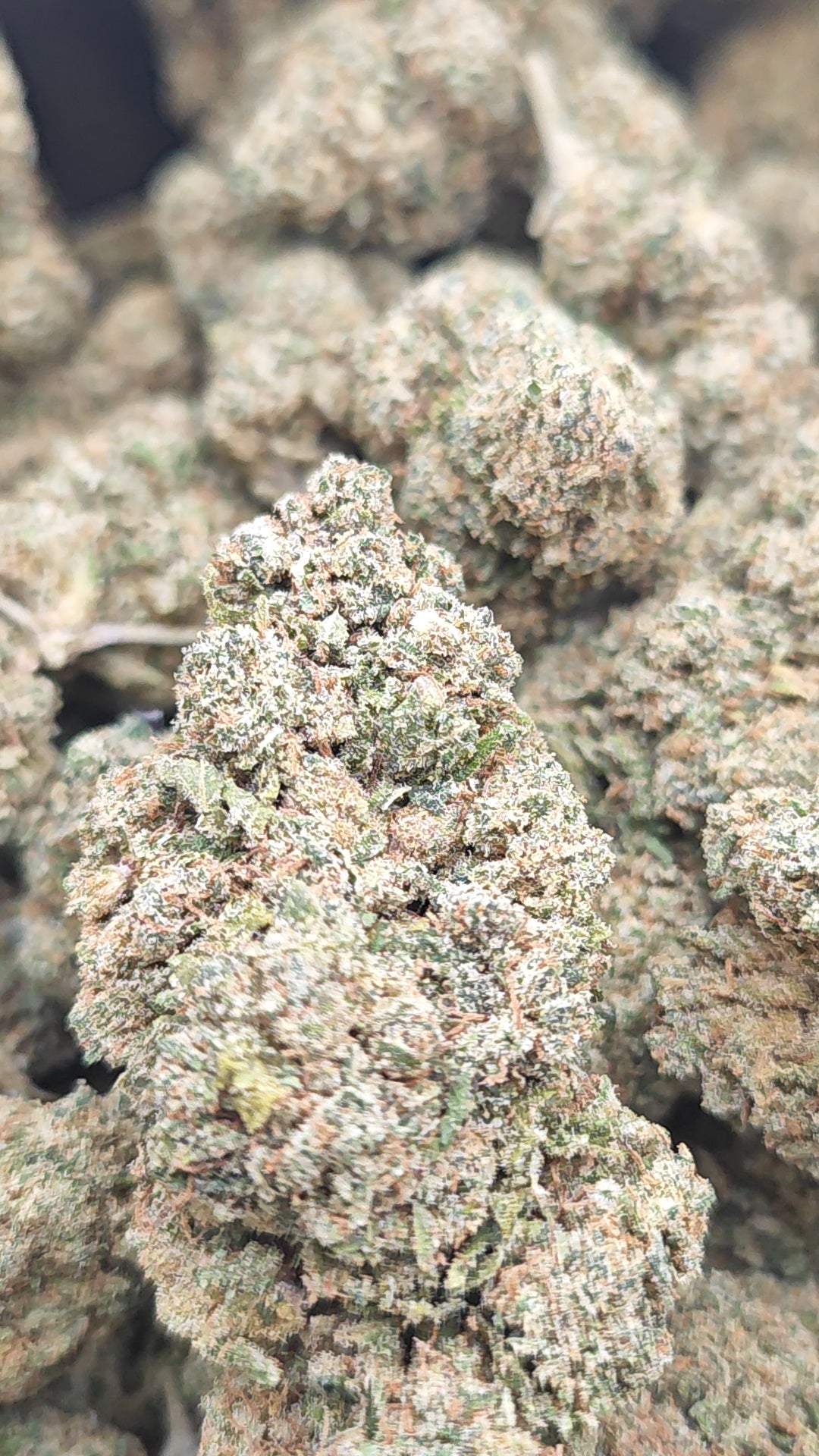 White Widow 20% CBD <0.2%THC Loose Hemp Tea - H Town Hemp