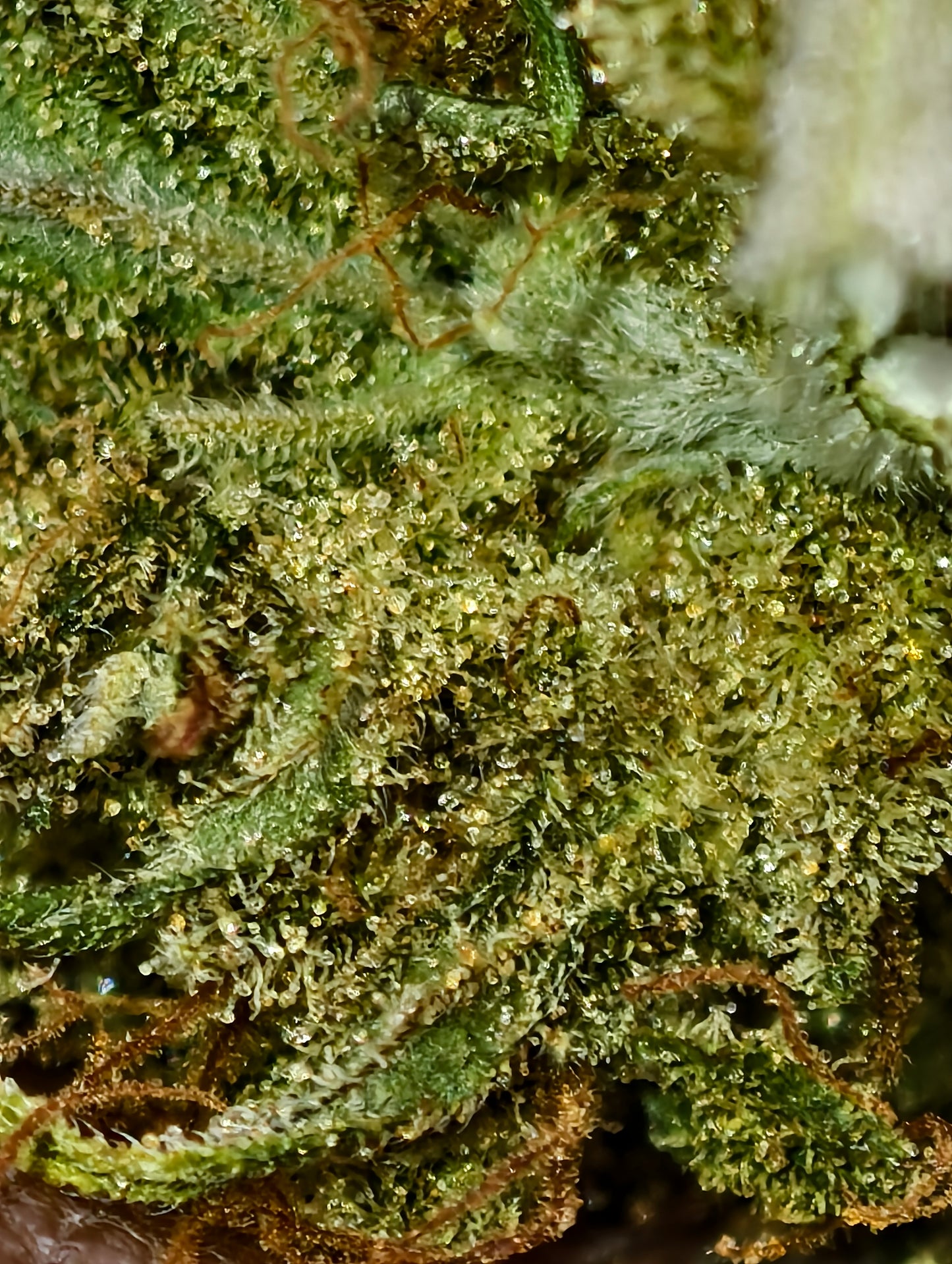 SOUR BLUEBERRY KUSH 8% CBD <0.2% THC Loose Hemp Tea
