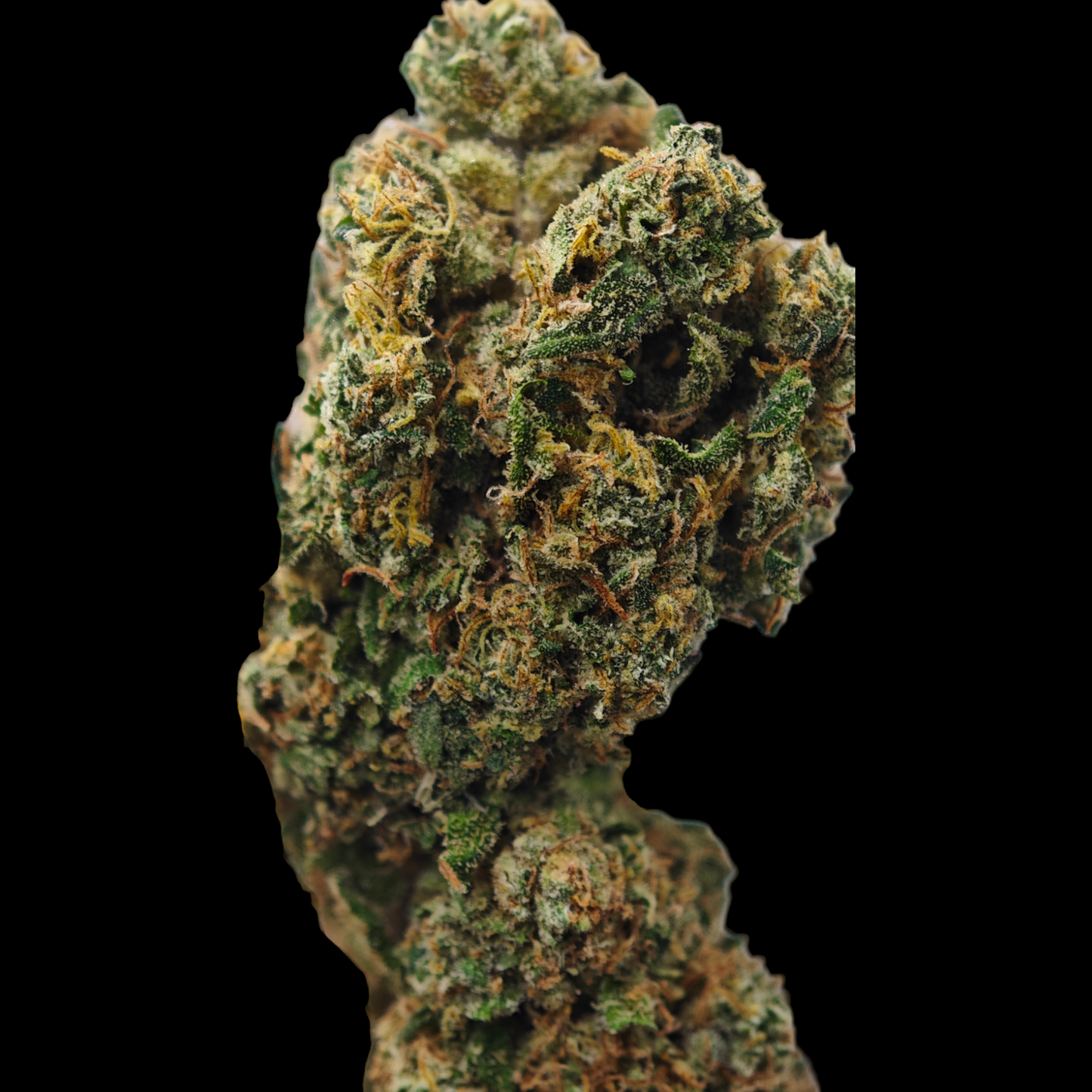 Mango 12% CBD <0.2%THC Loose Hemp Tea - H Town Hemp