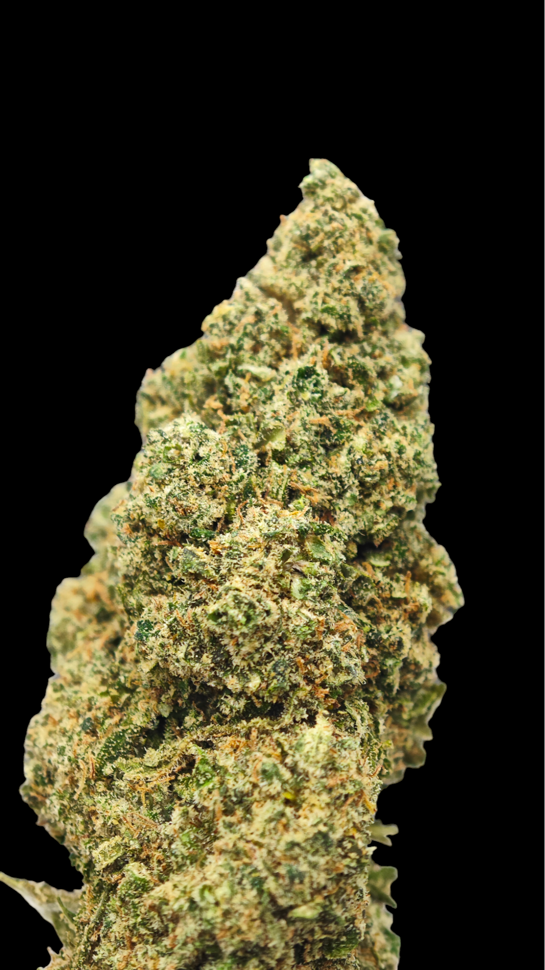 White Widow 20% CBD <0.2%THC Loose Hemp Tea - H Town Hemp