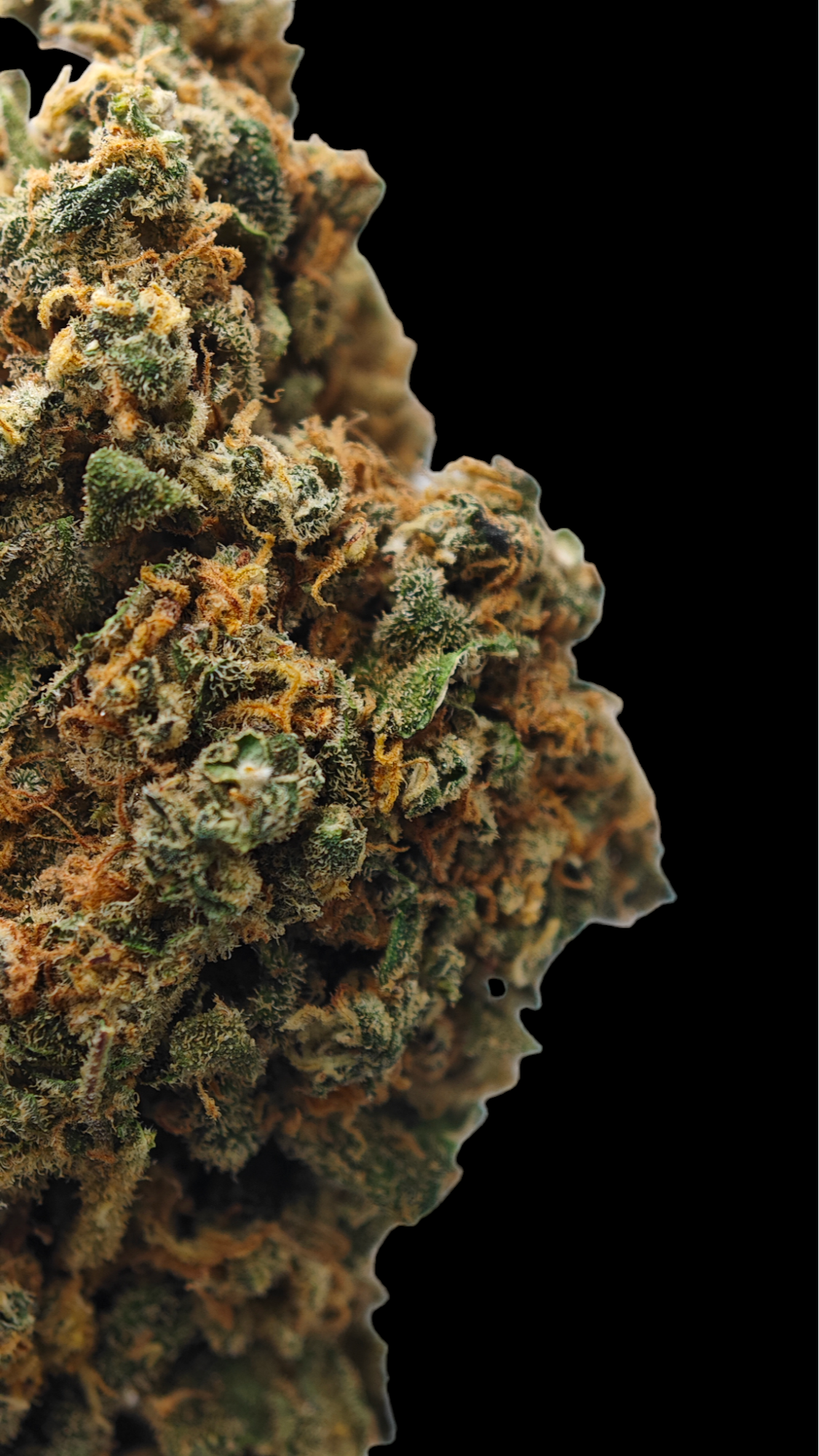 Blueberry 17% CBD <0.2% THC Loos Hemp Tea (EOB) - H Town Hemp