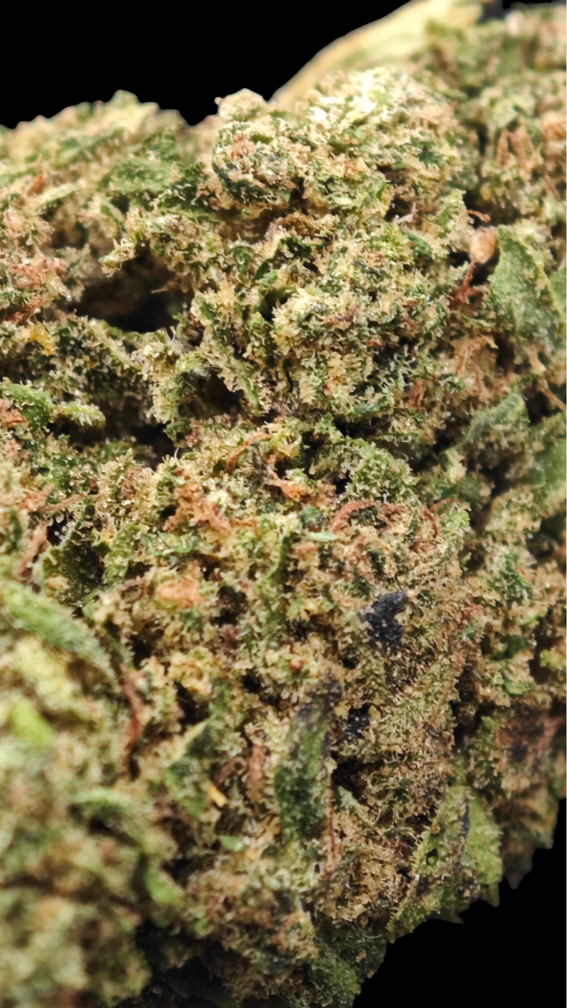 Blueberry sherbet 15% CBD <0.2% THC Loose Hemp Tea - H Town Hemp