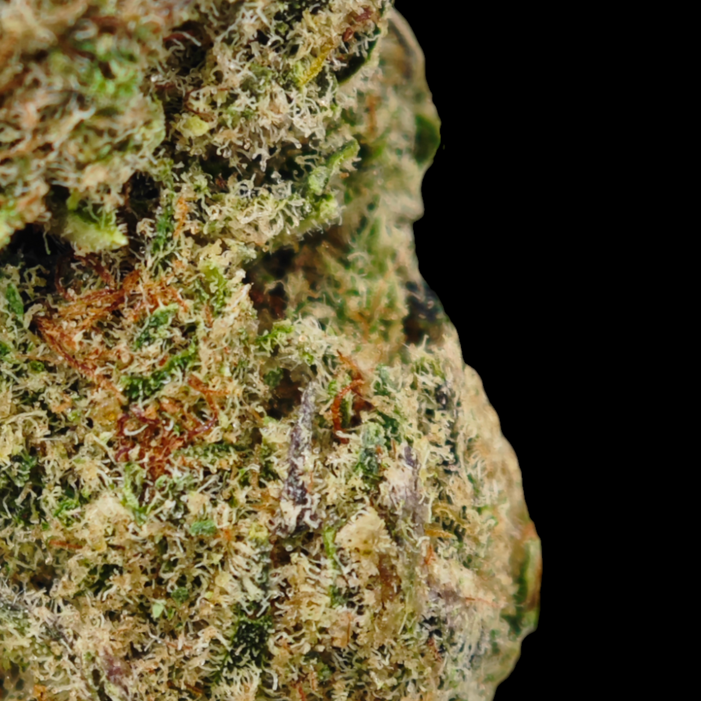 Stardawg 20% CBD <0.2% THC Loose Hemp Tea - H Town Hemp