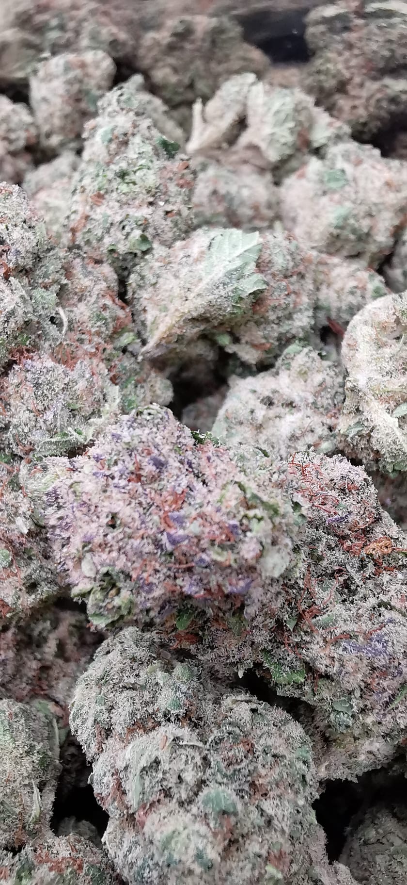 Bubblegum 17% CBD (Italian) <0.2% THC Loose Hemp Tea - H Town Hemp