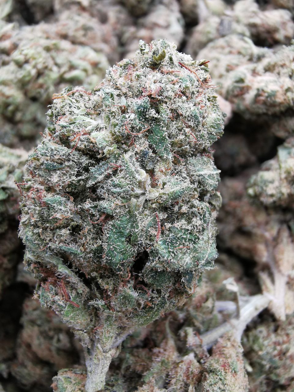 Wedding Cake 4% CBD <0.2 %THC Loose hemp tea (ITALIAN GROWN) - H Town Hemp