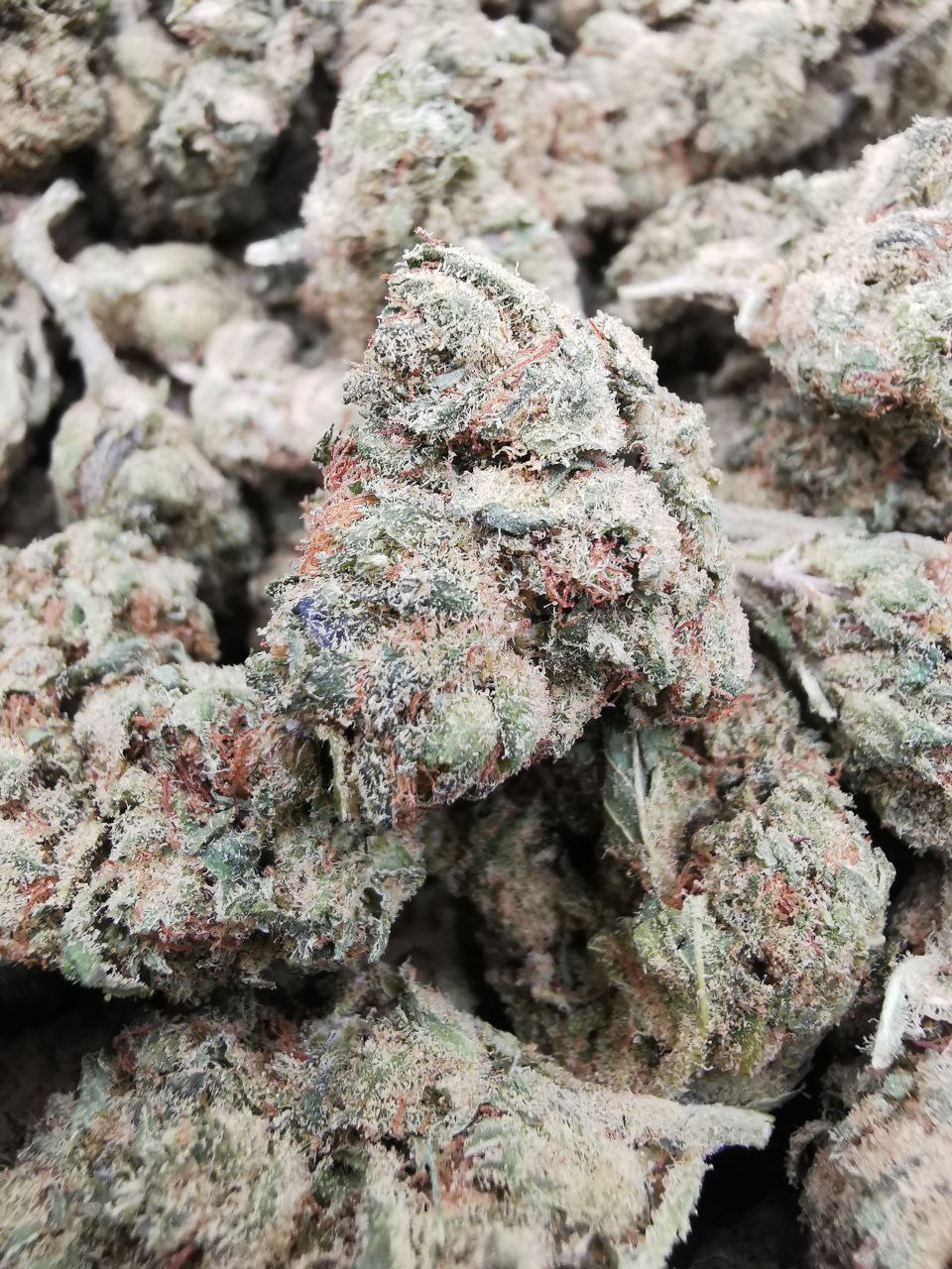 Wedding Cake 4% CBD <0.2 %THC Loose hemp tea (ITALIAN GROWN) - H Town Hemp