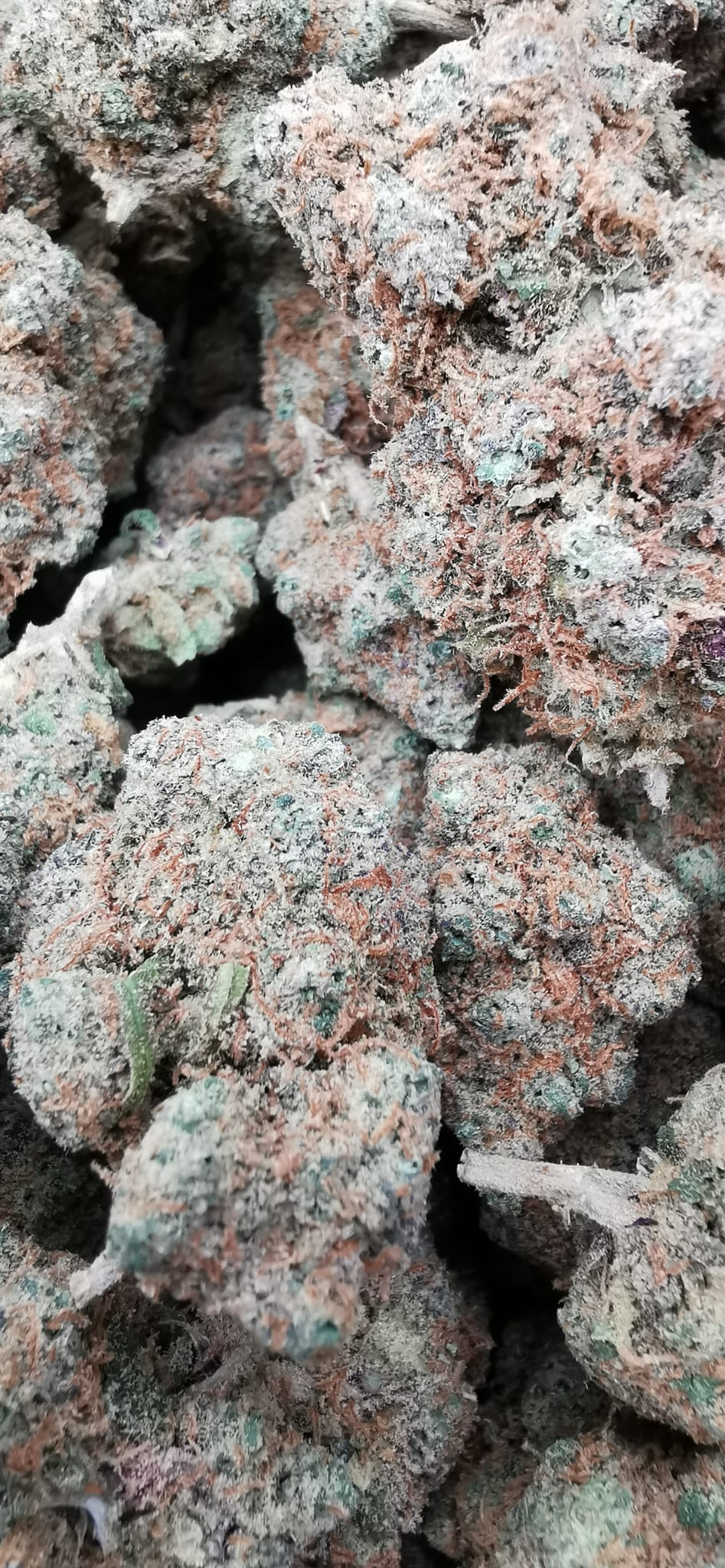 Orangeade 15% CBD <0.2% THC hemp tea - H Town Hemp