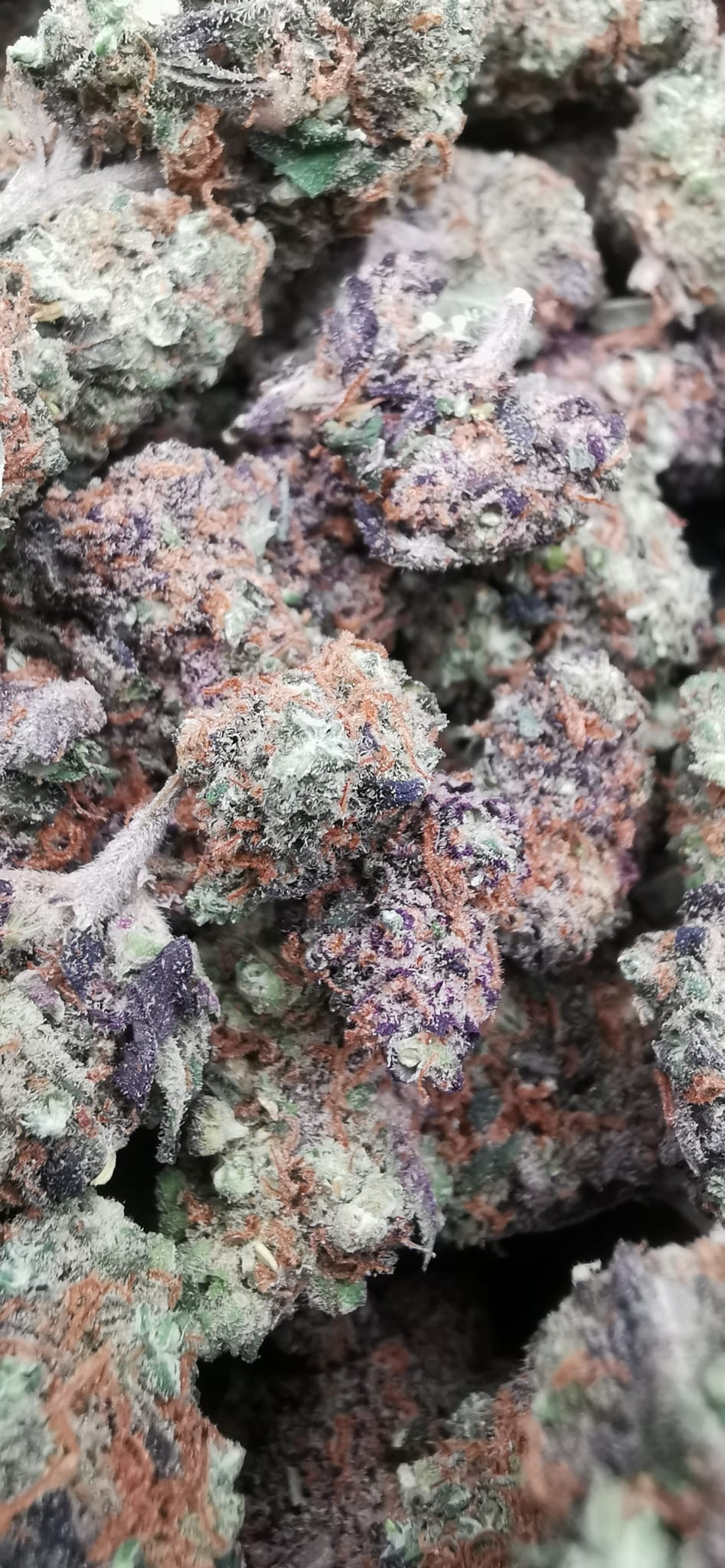 Purple Punch 7% CBD <0.2% THC hemp tea (EOB) - H Town Hemp