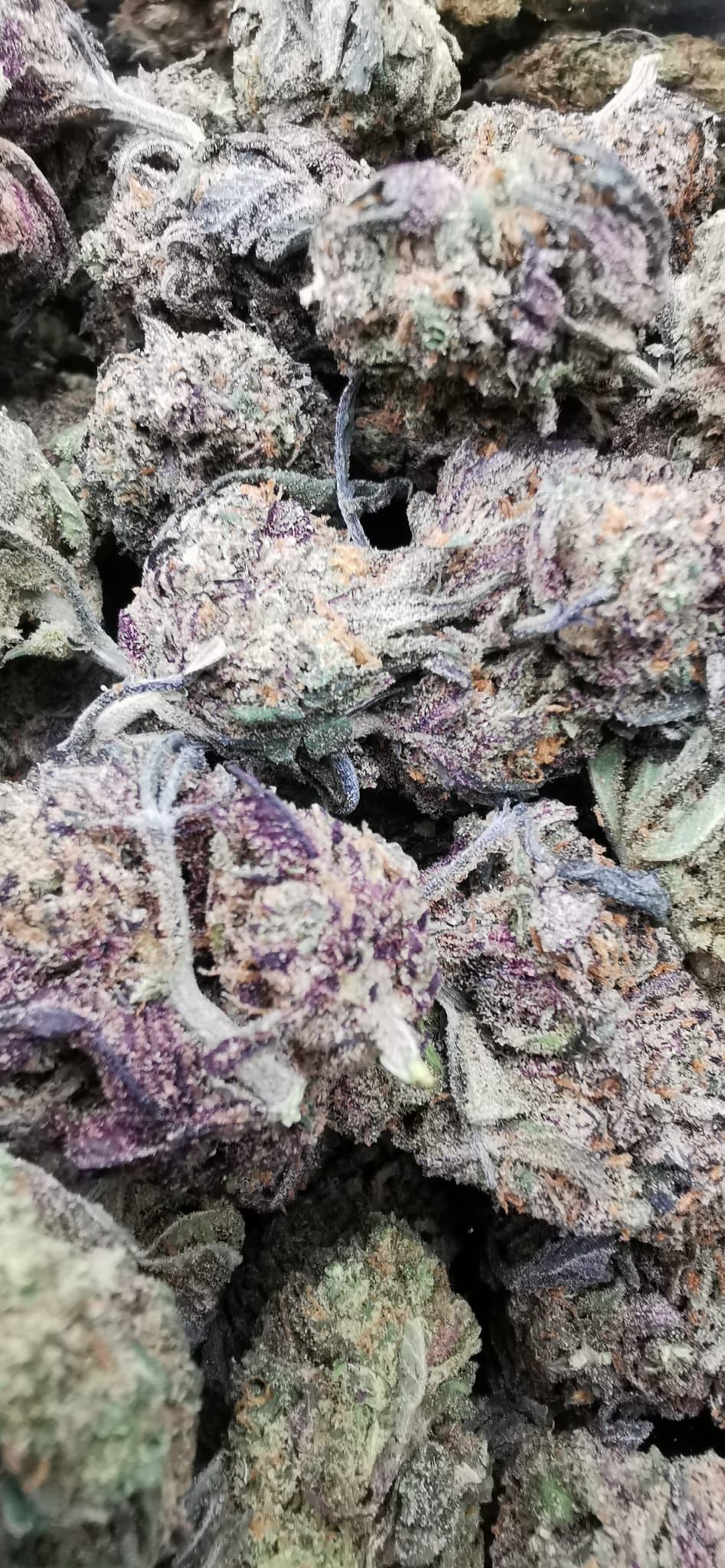 Grand Daddy Purple 10% CBD <0.2% THC hemp tea - H Town Hemp