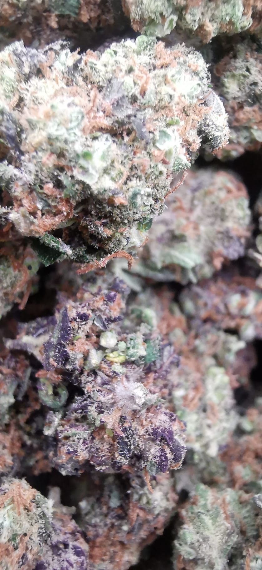 Purple Punch 7% CBD <0.2% THC hemp tea (EOB) - H Town Hemp