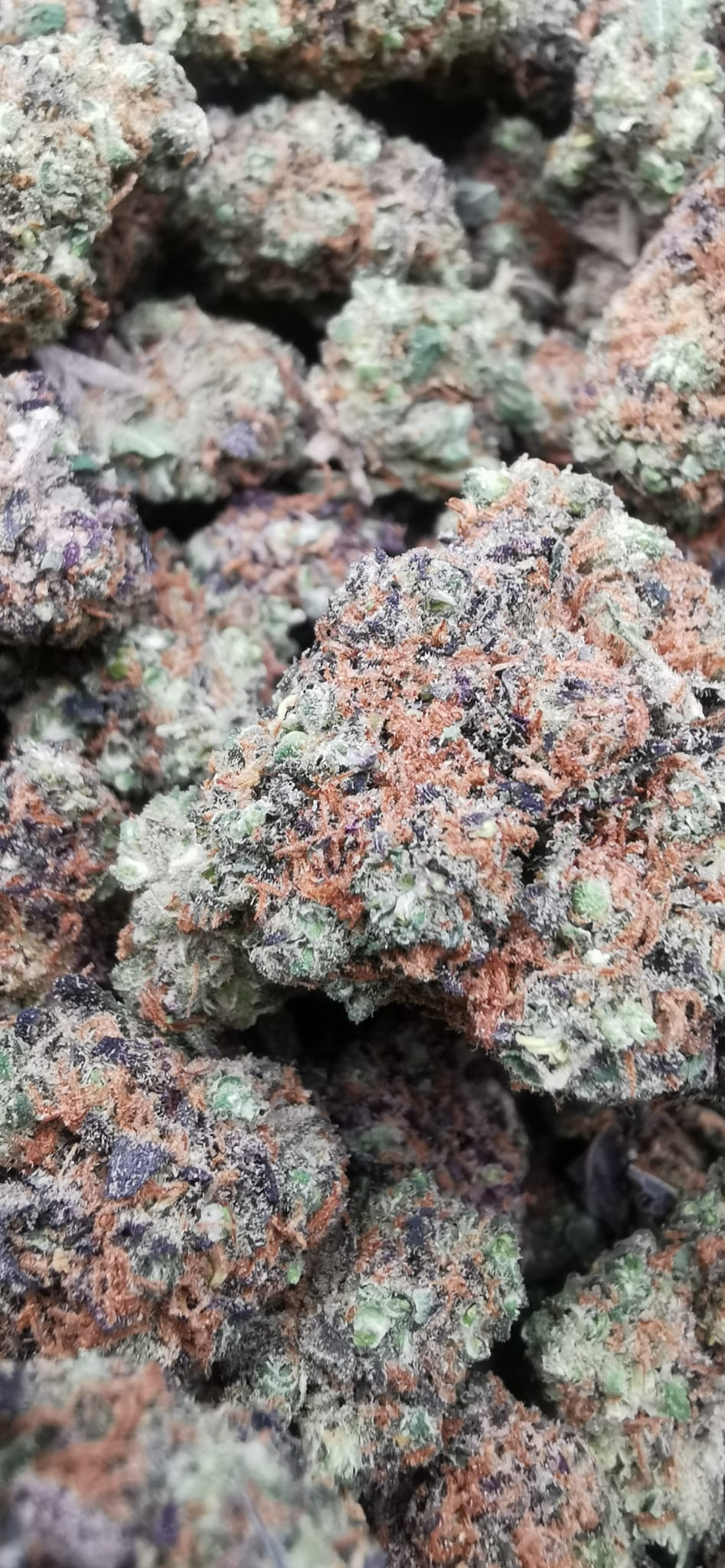 Purple Punch 7% CBD <0.2% THC hemp tea (EOB) - H Town Hemp