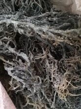 Pack of 3 Sea Mosses (Yellow, Green, Purple) <100 Grams Each - H Town Hemp