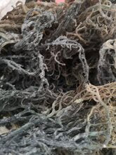 Pack of 3 Sea Mosses (Yellow, Green, Purple) <100 Grams Each - H Town Hemp