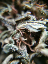 BZ1 (GREENHOUSE) Loose tea 10%CBD <0.2%THC (EOB) - H Town Hemp