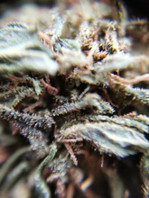 BZ1 (GREENHOUSE) Loose tea 10%CBD <0.2%THC (EOB) - H Town Hemp