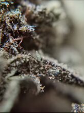 Purple (GREENHOUSE) Loose tea 19%CBD <0.2% THC (EOB) - H Town Hemp