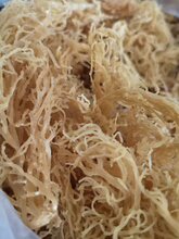 Yellow Sea Mosses - H Town Hemp