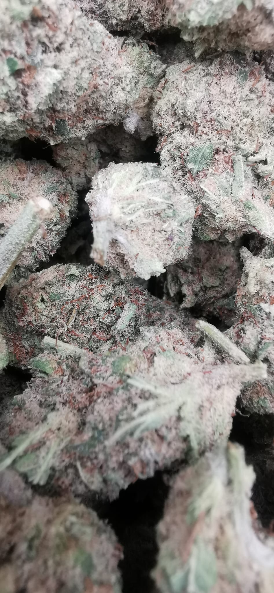 Jelly Bean 10% CBD <0.2% THC hemp tea (EOB) - H Town Hemp