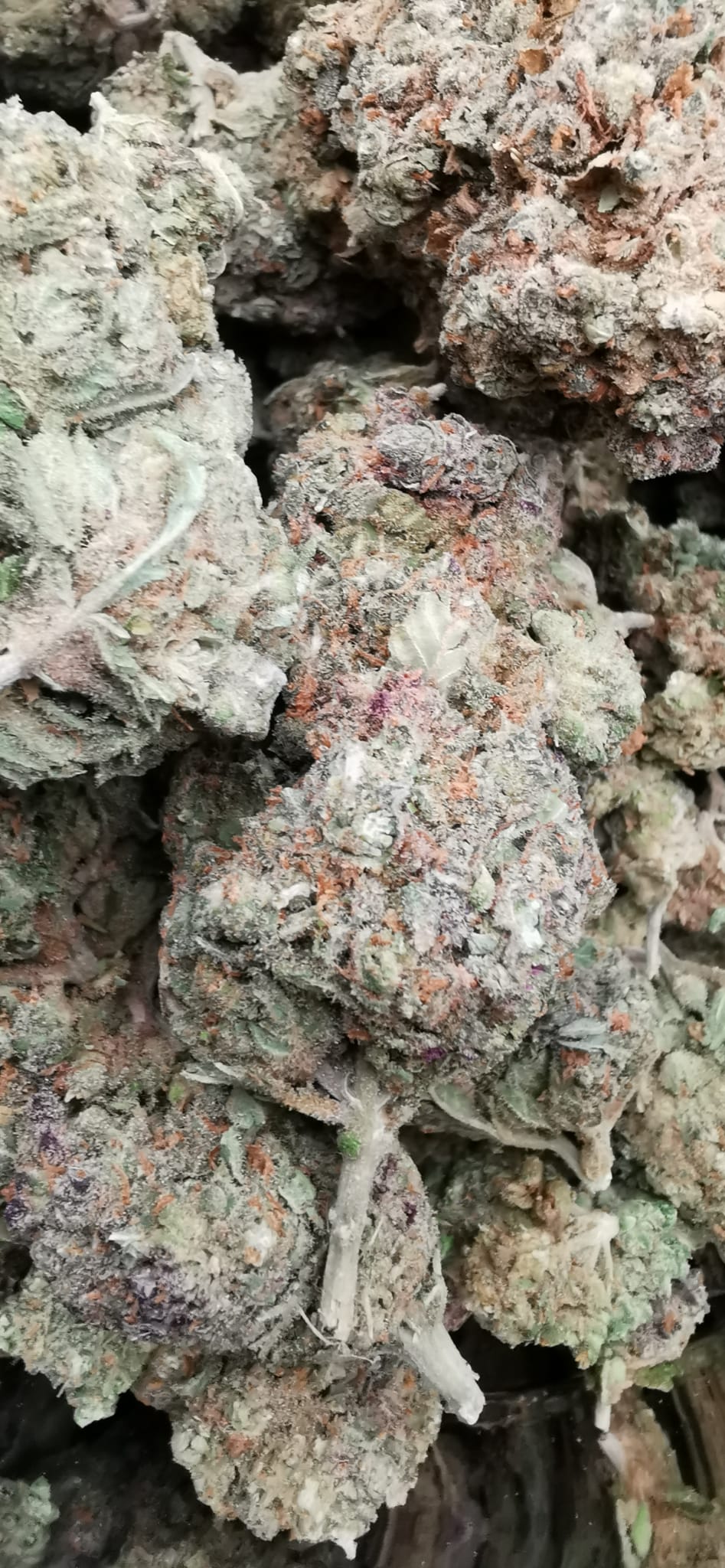 Purple Velvet 12% CBD <0.2 %THC Loose hemp tea - H Town Hemp