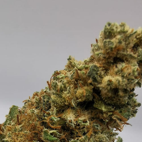 Orange Gelato