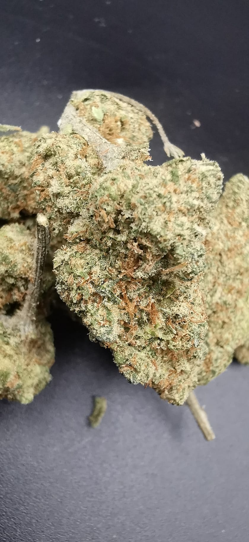 ALIEN DAWG