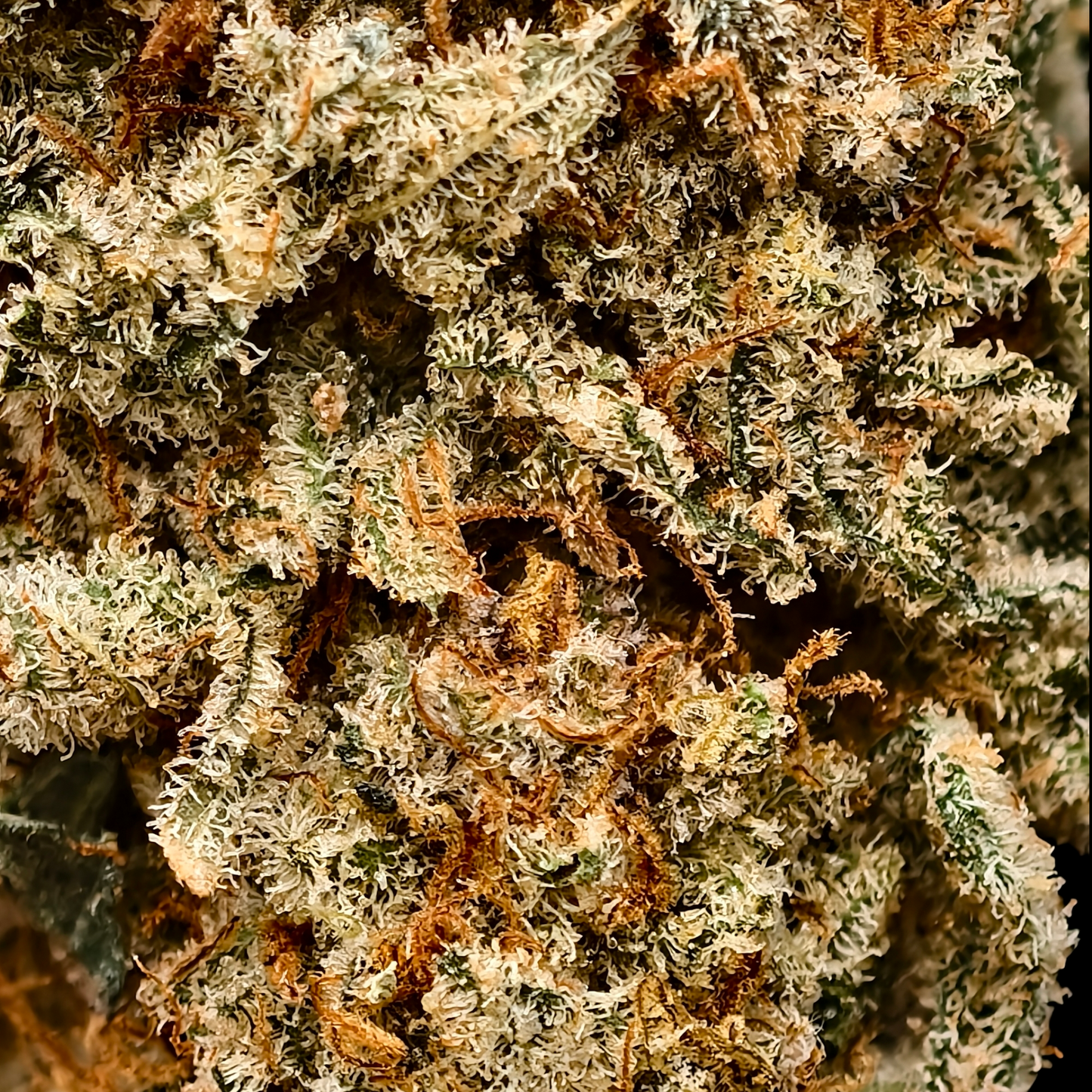 DAIFUKU 10% CBD <0.2% THC Loose Hemp Tea