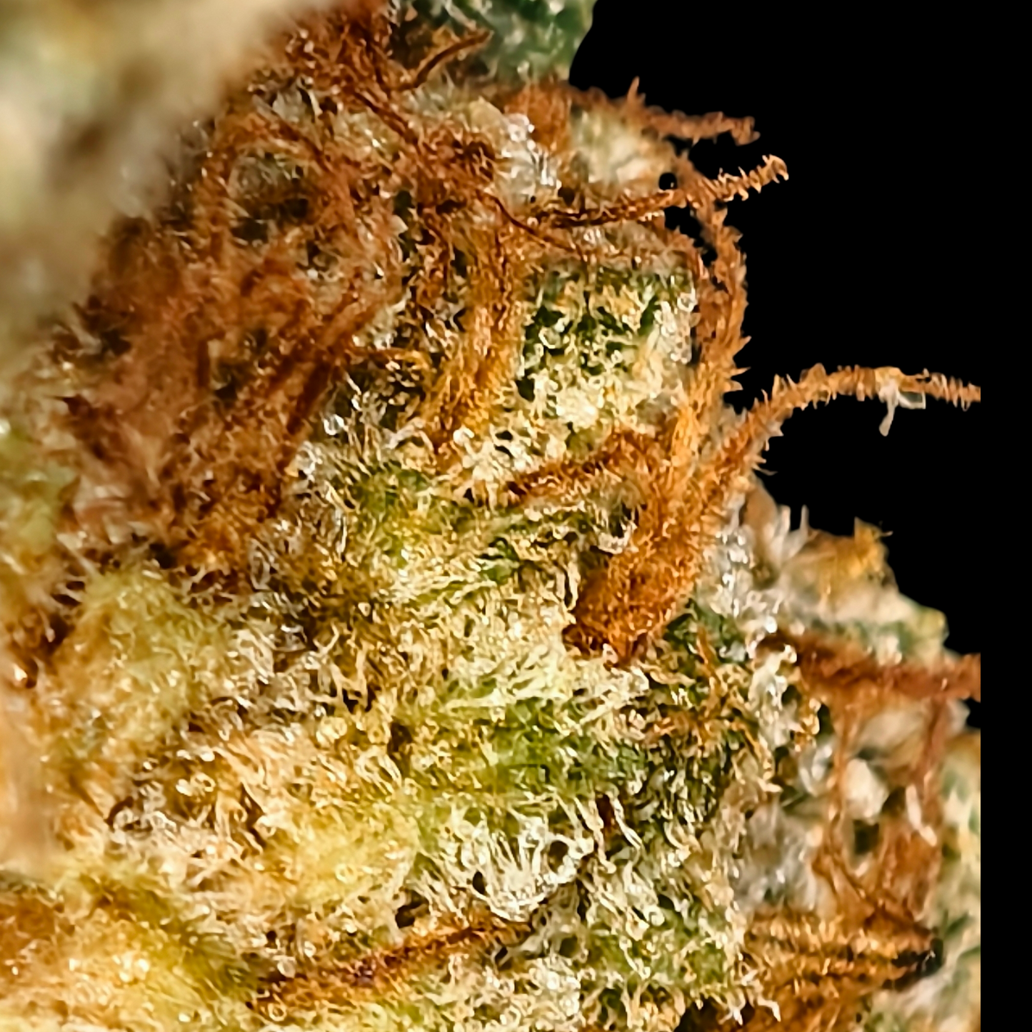 DAIFUKU 10% CBD <0.2% THC Loose Hemp Tea