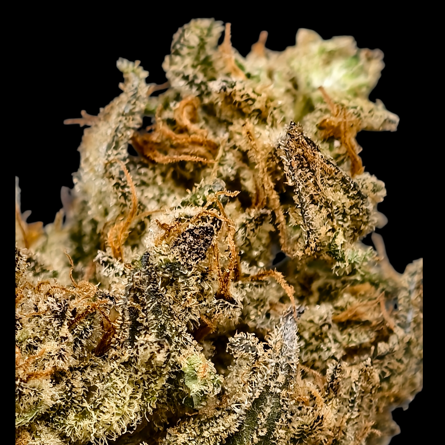 STRAWBERRY BANANA 5% CBD <0.2% THC Loose Hemp Tea