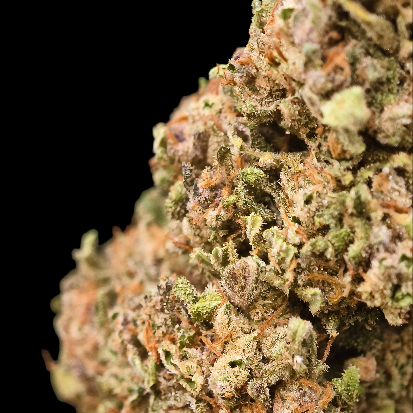 STRAWBERRY BANANA 5% CBD <0.2% THC Loose Hemp Tea