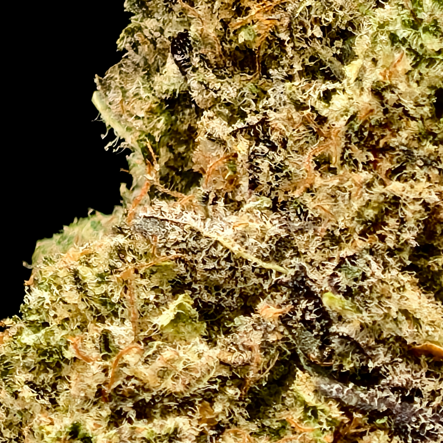 Bubblegum 17% CBD <0.2% THC Loose Hemp Tea