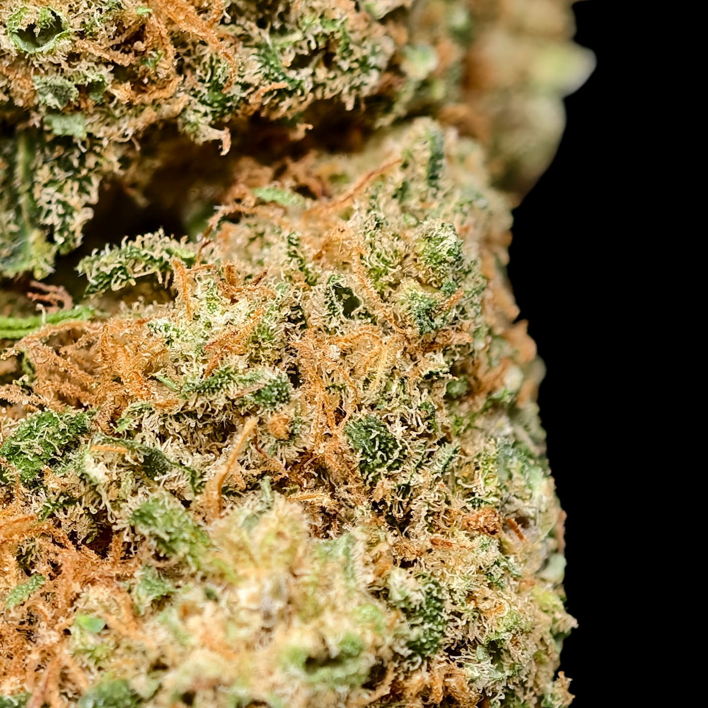 24K 15% CBD <0.2% THC Loose Hemp Tea