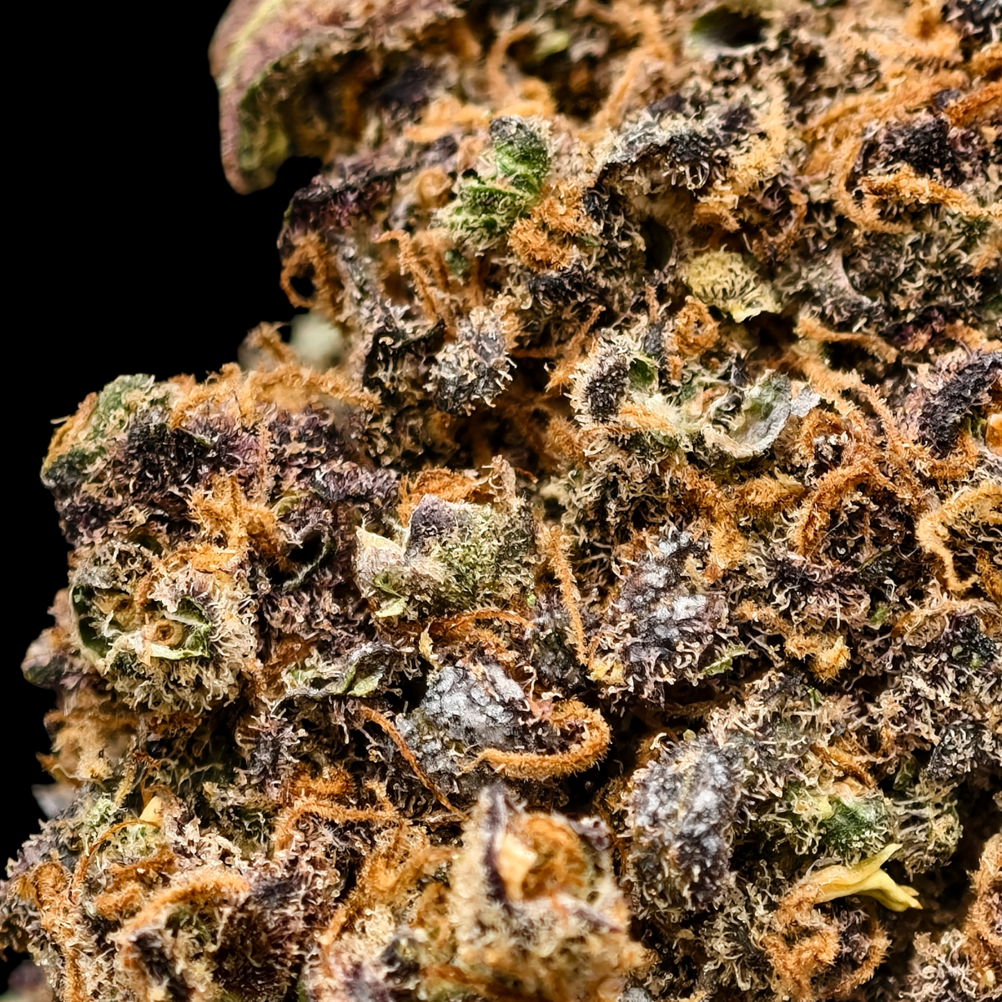 GELATO 41 9% CBD (LIVING SOIL) <0.2% THC Loose Hemp Tea