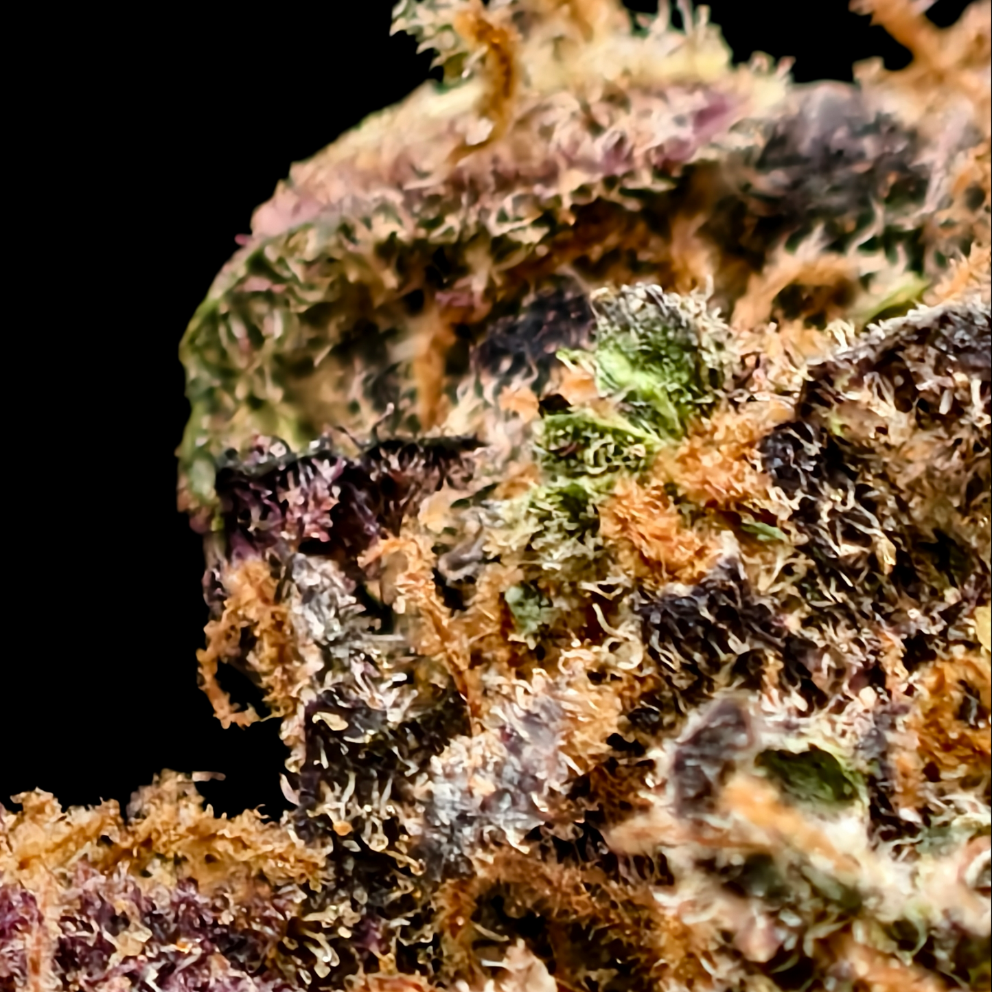 GELATO 41 9% CBD (LIVING SOIL) <0.2% THC Loose Hemp Tea