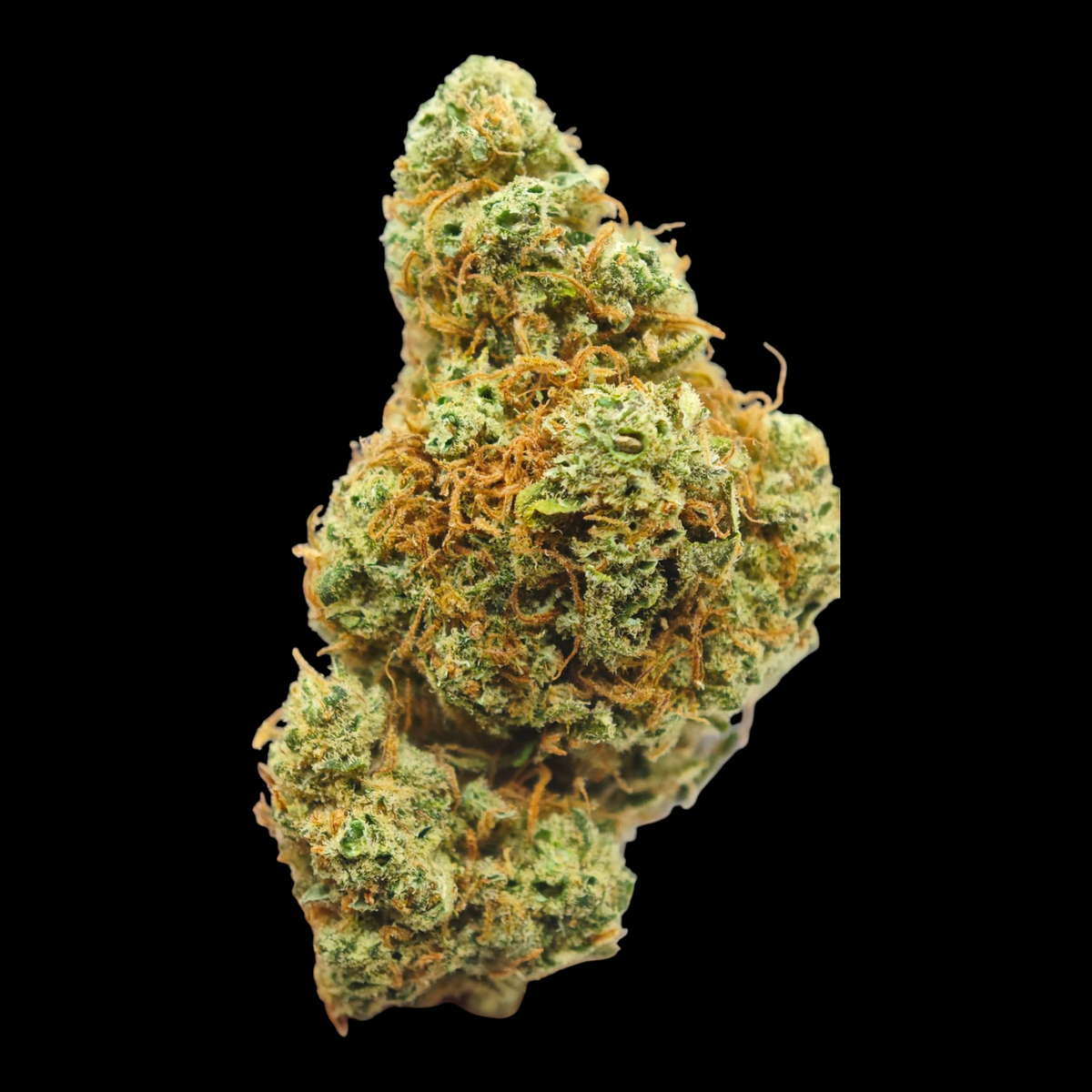 GORILLA MANDARIN